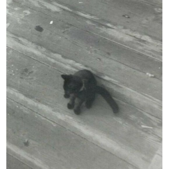 Lazy Black Cat on Old Porch and Steps Vintage Photographs 1950's Lot of 2 Kitten - Picture 2 of 7